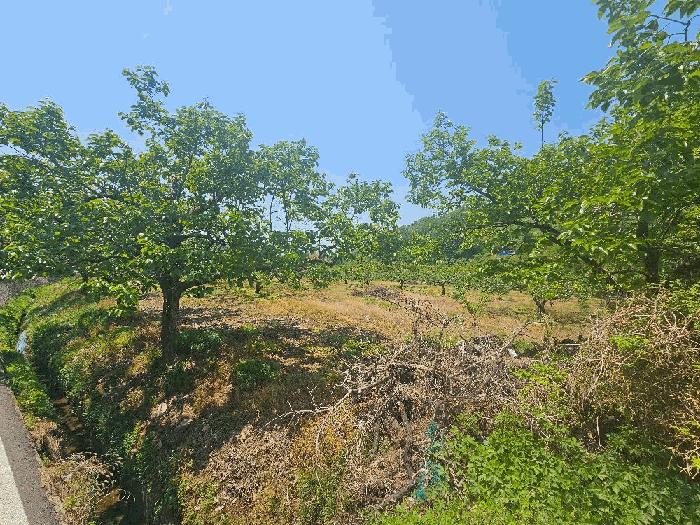 경상북도 청도군 이서면 칠곡리 103 과수원 경매 사진 1