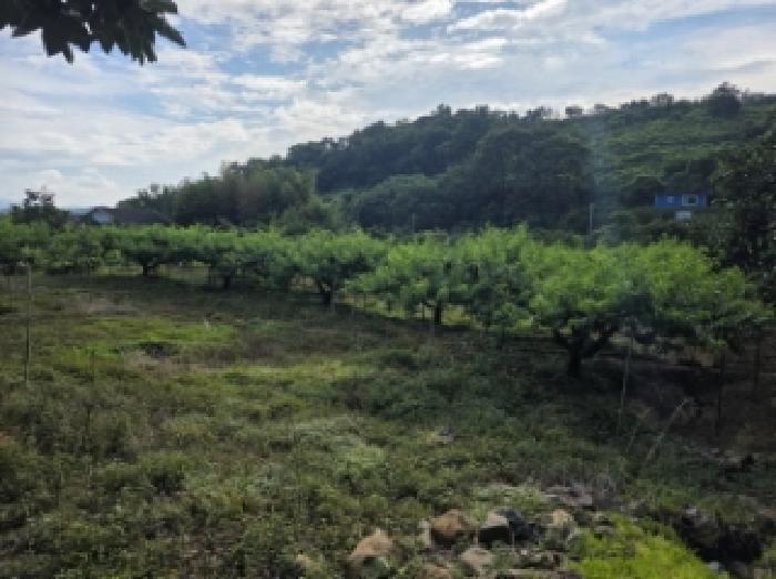 경상북도 청도군 이서면 칠곡리 103 과수원 경매 사진 11