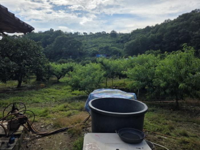 경상북도 청도군 이서면 칠곡리 103 과수원 경매 사진 12