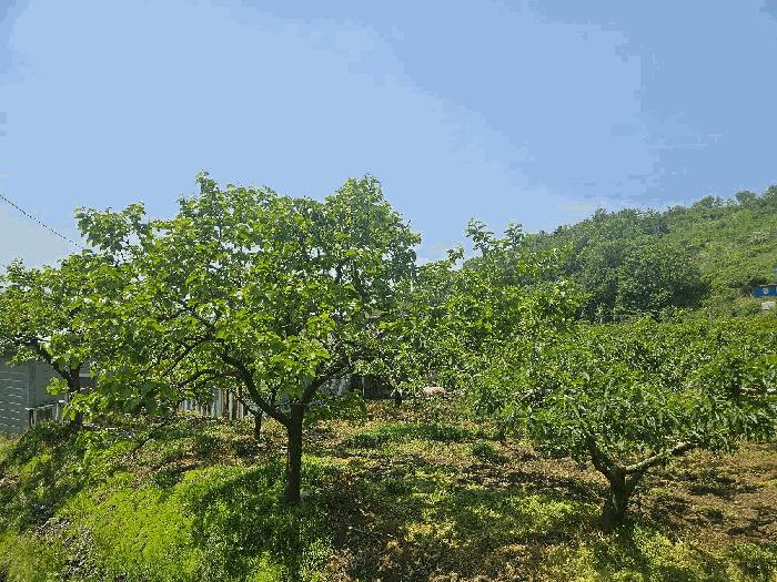 경상북도 청도군 이서면 칠곡리 103 과수원 경매 사진 2