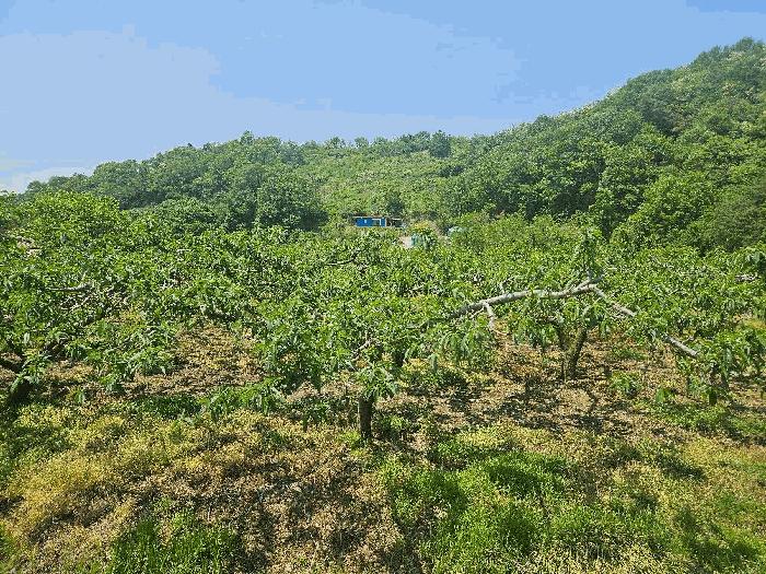 경상북도 청도군 이서면 칠곡리 103 과수원 경매 사진 5