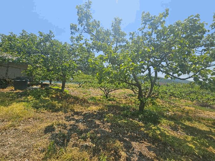경상북도 청도군 이서면 칠곡리 103 과수원 경매 사진 6