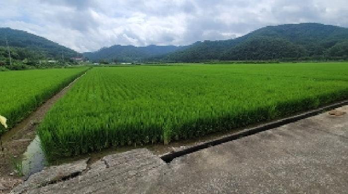 경상남도 함안군 대산면 옥렬리 1304-1 전 경매 사진 6
