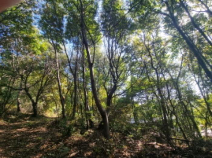 경기도 화성시 송산면 중송리 산116-4 임야 경매 사진 5