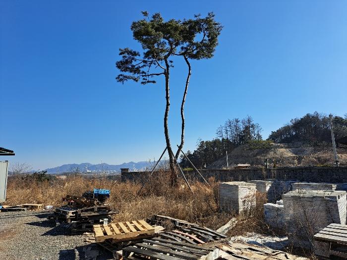 충청북도 제천시 신월동 1138-11 창고용지 경매 사진 13