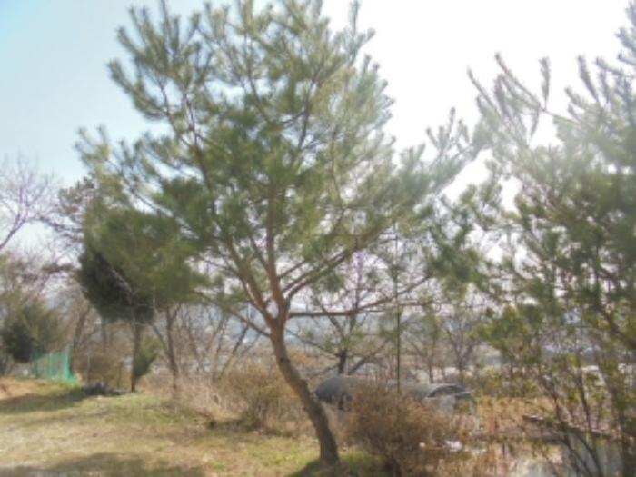 충청북도 음성군 감곡면 상우리 506 주택 경매 사진 29