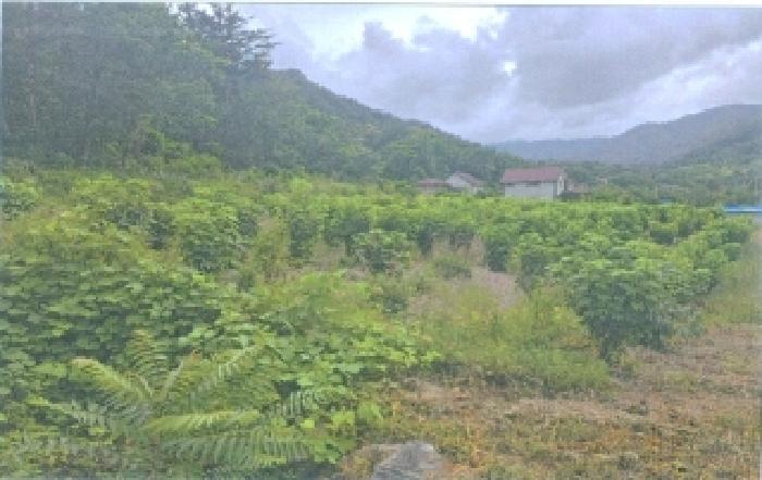 강원특별자치도 강릉시 연곡면 동덕리 443-25 근린시설 경매 사진 23