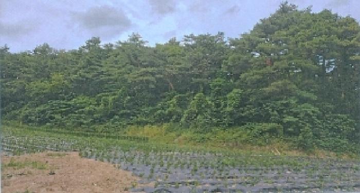 강원특별자치도 강릉시 유천동 산219 임야 경매 사진 28