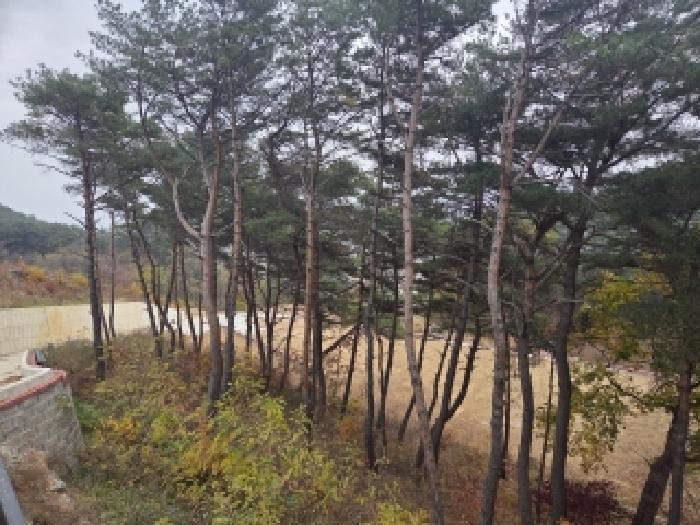 강원특별자치도 삼척시 근덕면 상맹방리 267 전 경매 사진 13