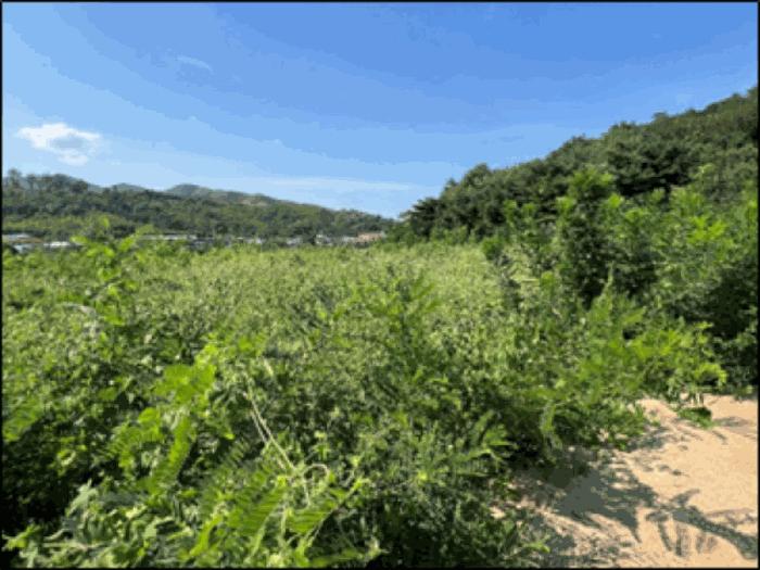 강원특별자치도 동해시 망상동 320-14 대지 경매 사진 7