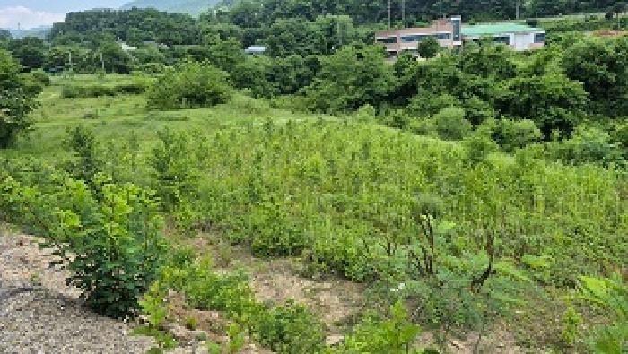 강원특별자치도 원주시 신림면 금창리 319-8 전 경매 사진 3