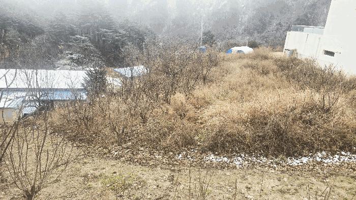 강원특별자치도 강릉시 연곡면 삼산리 818-7 펜션(캠핑장) 경매 사진 4