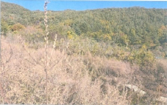 강원특별자치도 강릉시 연곡면 삼산리 818-7 펜션(캠핑장) 경매 사진 9