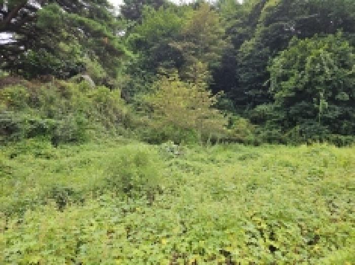 충청북도 단양군 대강면 무수천리 151 전 경매 사진 3