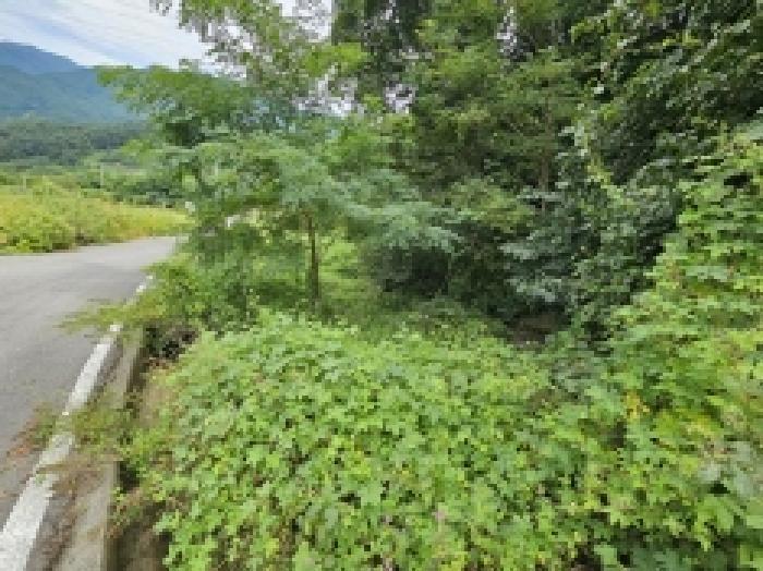 충청북도 단양군 대강면 무수천리 151 전 경매 사진 4