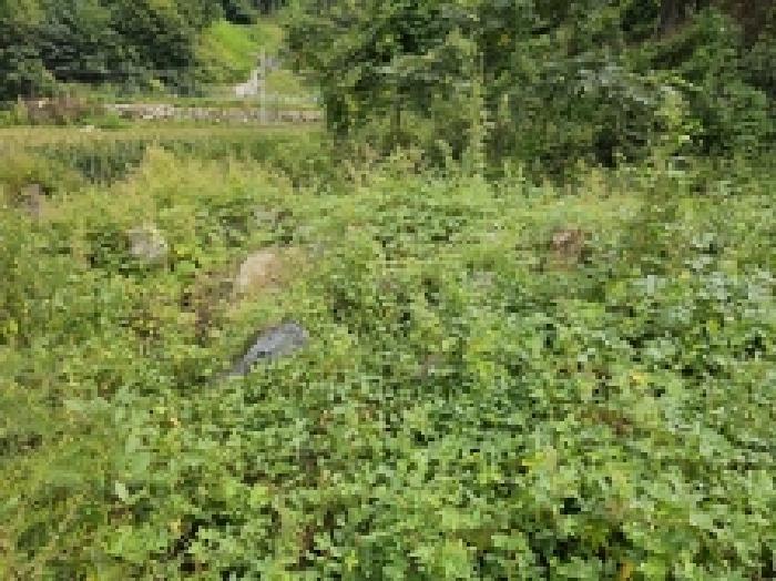 충청북도 단양군 대강면 무수천리 151 전 경매 사진 5