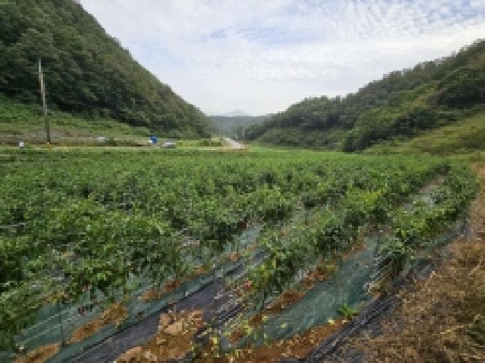 충청북도 제천시 송학면 시곡리 701 전 경매 사진 5