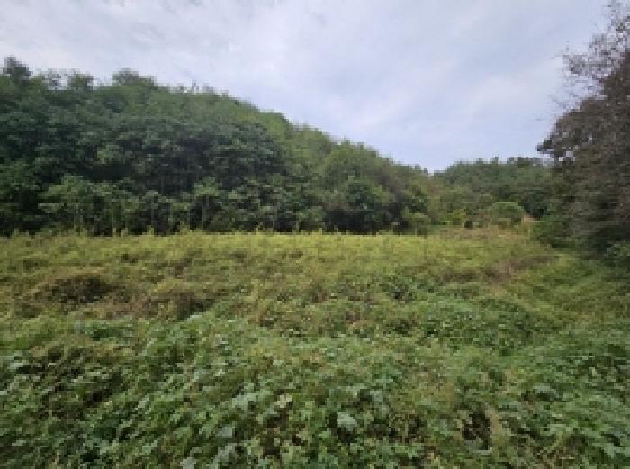충청북도 제천시 장락동 2 전 경매 사진 5