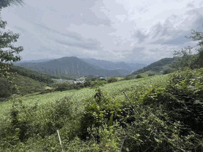 충청북도 단양군 영춘면 오사리 245 전 경매 사진 1