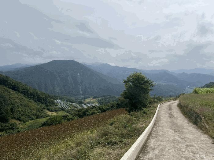 충청북도 단양군 영춘면 오사리 245 전 경매 사진 4