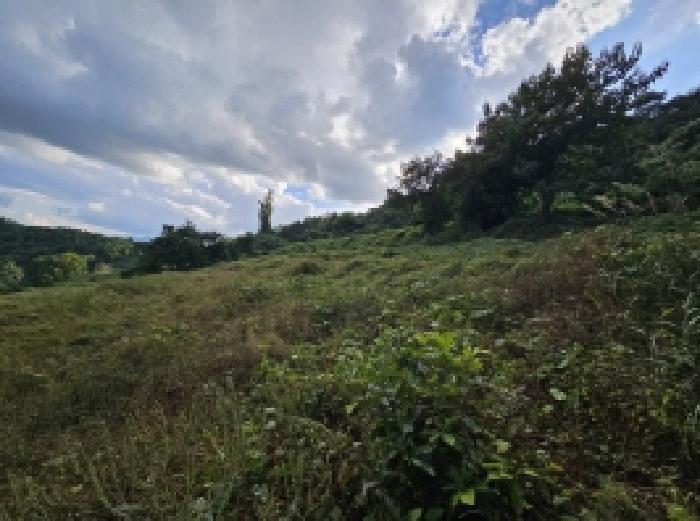 충청북도 단양군 영춘면 오사리 245 전 경매 사진 7