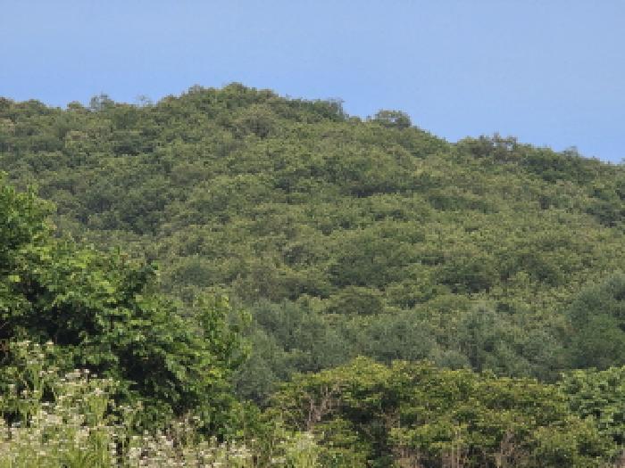 충청북도 제천시 송학면 오미리 산70 임야 경매 사진 52