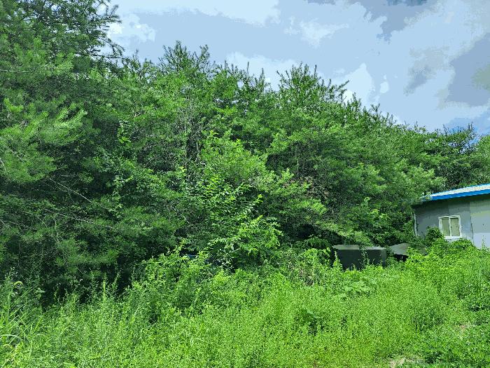 충청북도 충주시 중앙탑면 창동리 385-1 전 경매 사진 3