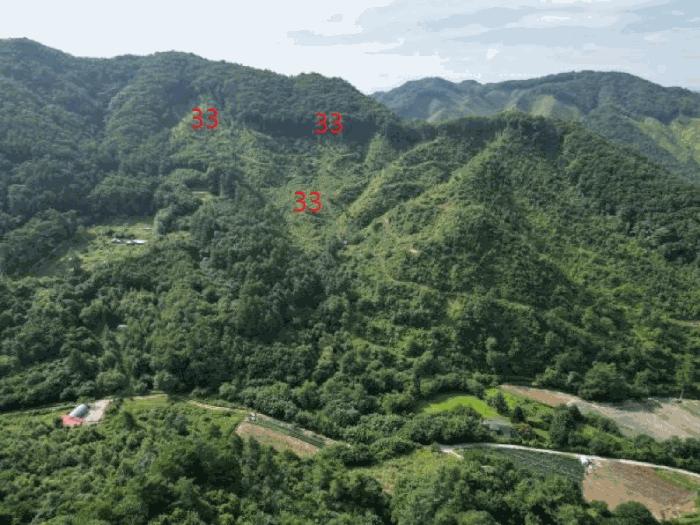 충청북도 제천시 금성면 성내리 산48-1 임야 경매 사진 30