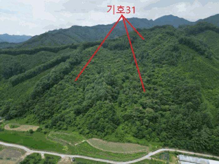 충청북도 제천시 금성면 성내리 산48-1 임야 경매 사진 47
