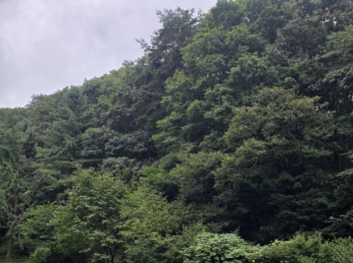 충청북도 제천시 금성면 성내리 산48-1 임야 경매 사진 54