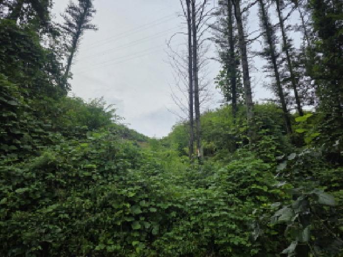 충청북도 제천시 금성면 성내리 산48-1 임야 경매 사진 59