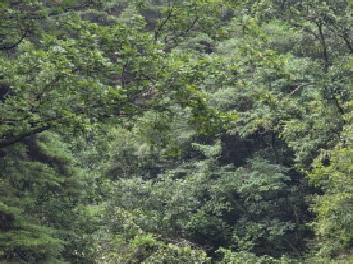 충청북도 제천시 금성면 성내리 산48-1 임야 경매 사진 63
