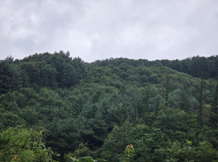 충청북도 제천시 금성면 성내리 산48-1 임야 경매 사진 66