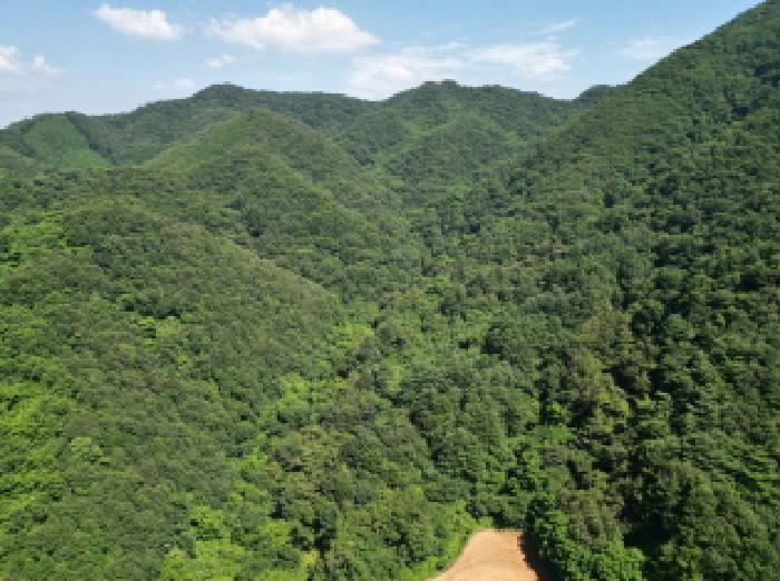 충청북도 제천시 금성면 성내리 산48-1 임야 경매 사진 74