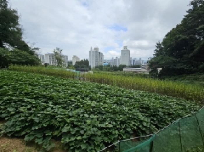 충청북도 제천시 금성면 성내리 산48-1 임야 경매 사진 75