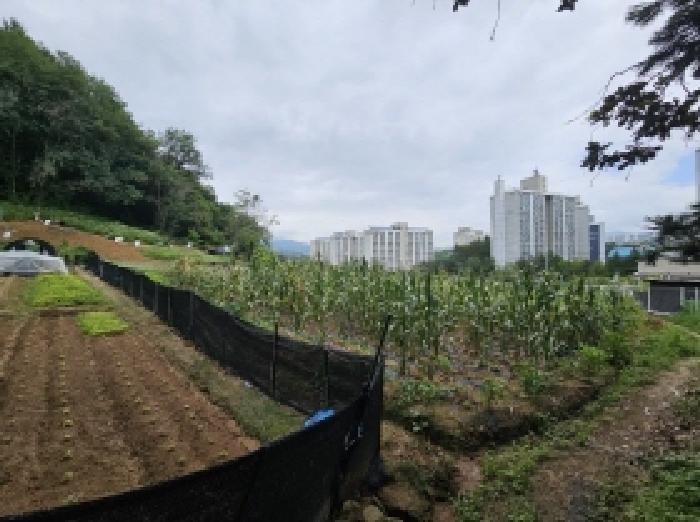 충청북도 제천시 금성면 성내리 산48-1 임야 경매 사진 78