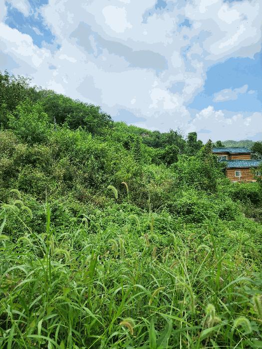충청북도 음성군 감곡면 단평리 59-3 전 경매 사진 13