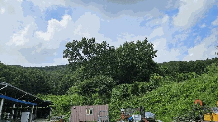 충청북도 충주시 주덕읍 삼청리 산92 임야 경매 사진 3