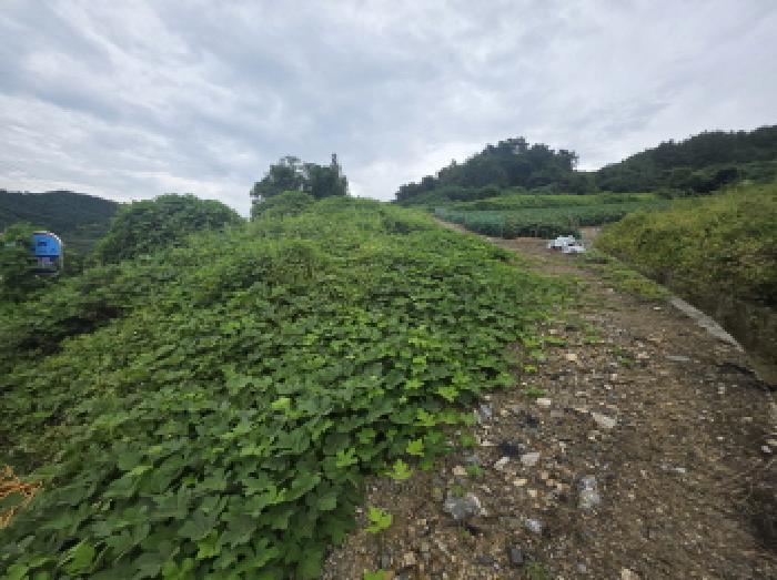 충청북도 제천시 수산면 원대리 222 전 경매 사진 11
