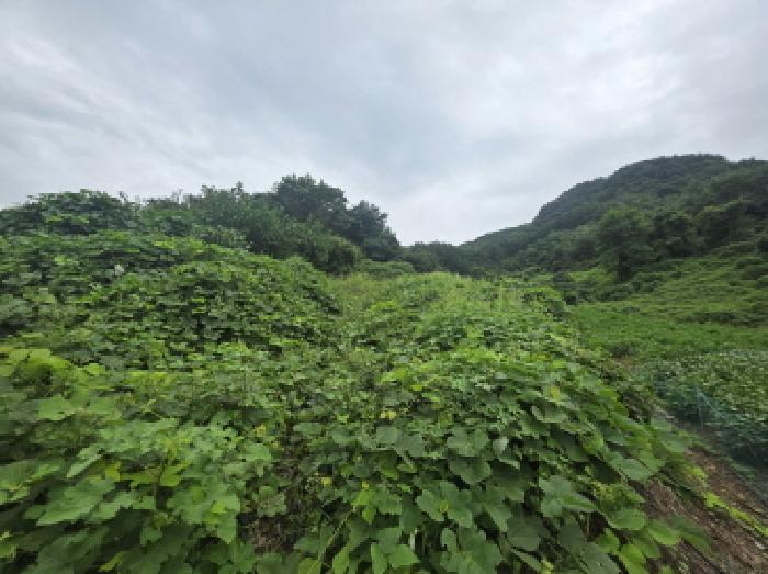 충청북도 제천시 수산면 원대리 222 전 경매 사진 13
