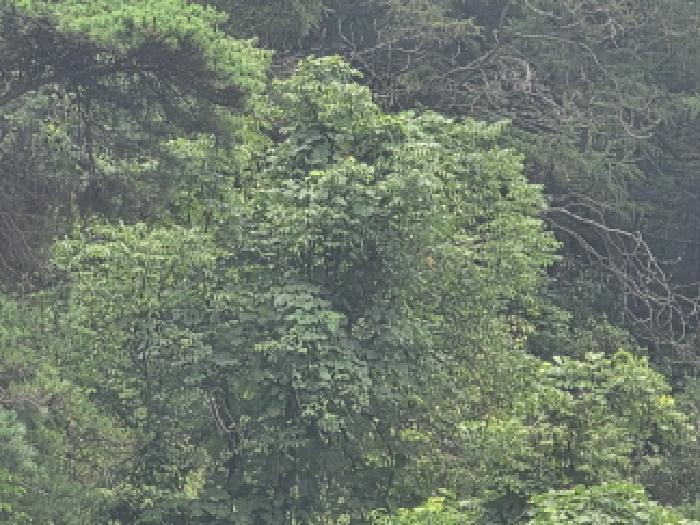 충청북도 제천시 수산면 원대리 222 전 경매 사진 14