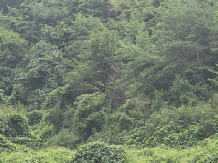 충청북도 제천시 수산면 원대리 222 전 경매 사진 15