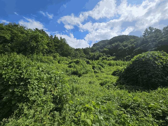 충청북도 제천시 수산면 원대리 222 전 경매 사진 3