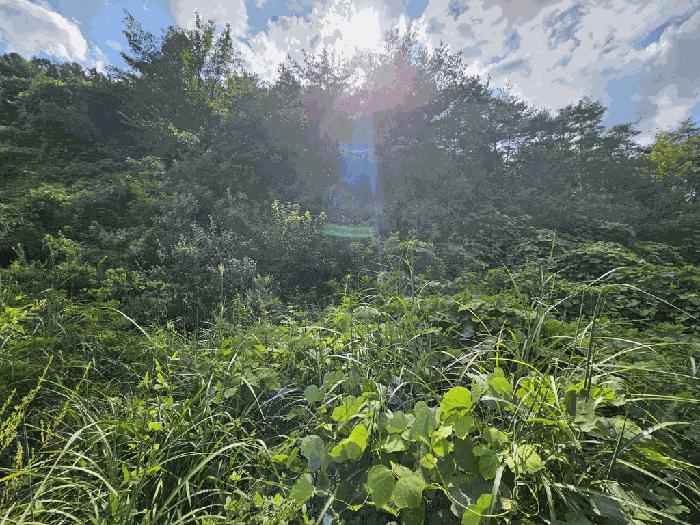 충청북도 제천시 수산면 원대리 222 전 경매 사진 4
