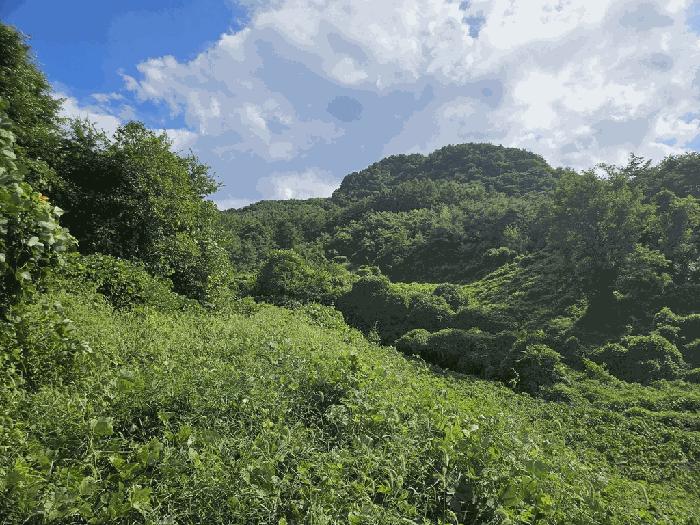 충청북도 제천시 수산면 원대리 222 전 경매 사진 5