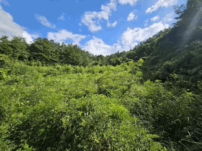 충청북도 제천시 수산면 원대리 222 전 경매 사진 6