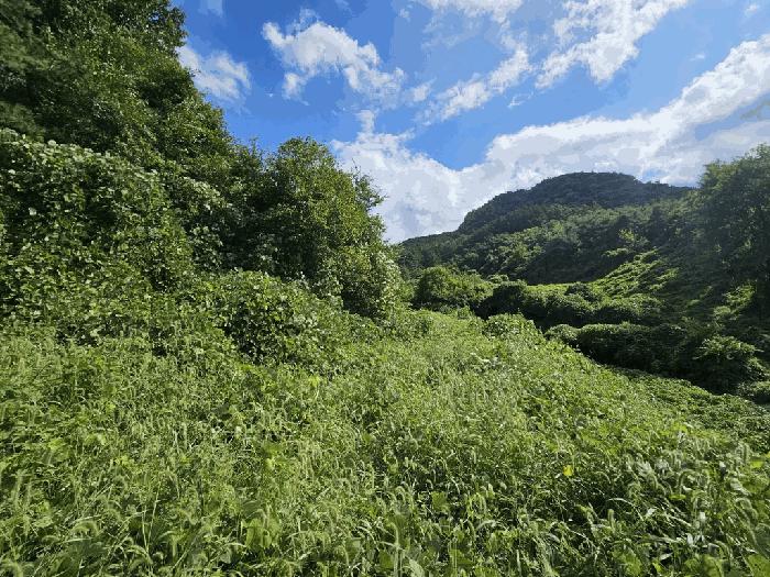 충청북도 제천시 수산면 원대리 222 전 경매 사진 7