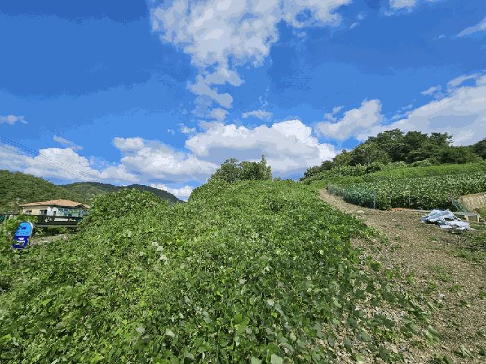 충청북도 제천시 수산면 원대리 222 전 경매 사진 8