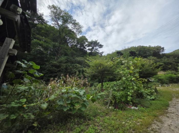 충청북도 제천시 봉양읍 원박리 산5-1 임야 경매 사진 15