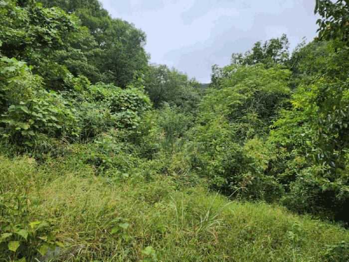 충청북도 제천시 한수면 송계리 920 전 경매 사진 7